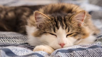 how to get my cat to sleep at night